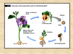 Bot 155 - Topic 2 - Flowers, Infloresences, Fruit and Pollin
