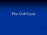 What is the Cell Cycle?