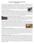 Gray Wolf Factsheet - Endangered Species Coalition