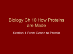 Biology Ch 10 How Proteins are Made