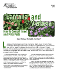 Lantana and Verbena How to Combat Insect and Mite Pests
