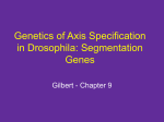 Gap genes - bthsresearch