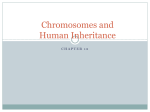 Chromosomes and Human Inheritance