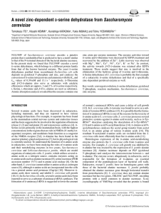 A novel zinc-dependent D-serine dehydratase