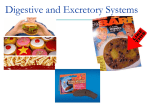 Digestive and Excretory Systems