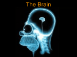 The Brain