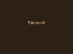 Stomach