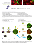 neural progenitor cells