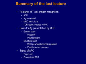 Generation of ligands for the T cell receptor