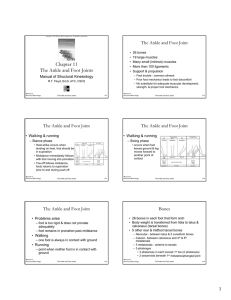 Chapter 11 The Ankle and Foot Joints