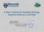 A New Chassis for Synthetic Biology: Bacteria Without
