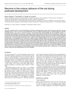 Neurons in the corpus callosum of the cat during postnatal