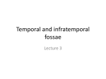 Temporal and infratemporal fossae