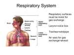 Respiratory System Powerpoint
