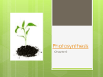 Photosynthesis ppt
