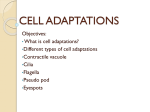 CELL ADAPTATIONS
