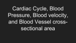 Cardiac Cycle, Blood Pressure, Blood velocity, and Blood Vessel