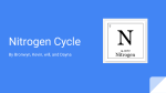 Nitrogen Cycle - Bruner science