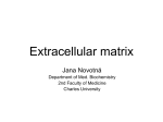 Proteins of extracellular matrix