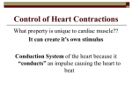 Control of Heart Contractions