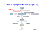 Lecture 2: Glycogen metabolism (Chapter 15)