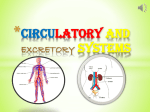 Circulatory and excretory systems