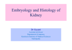 Embryology and Histology of Kidney - Kamineni Institute Of Medical