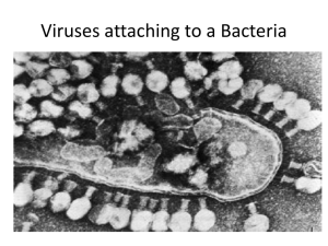 Viruses attaching to a Bacteria