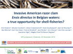 Invasive American razor clam Ensis directus in Belgian waters