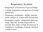 Respiratory Systems