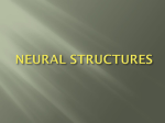 Neural structures