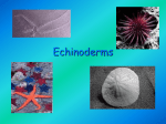 Ch 40 Echinodermata