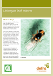 Liriomyza Leaf Miners