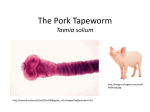 The Pork Tapeworm Taenia solium