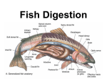 Fish digestion powerpoint File