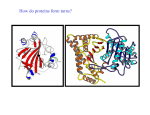 How do proteins form turns? - UF Macromolecular Structure Group