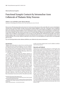 Functional Synaptic Contacts by Intranuclear