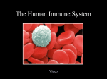 The Human Immune System - Dakota Hills Middle School