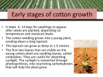 Early stages of cotton growth