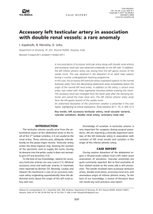 Accessory left testicular artery in association with double renal