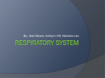 Respiratory System - Ashlynn Hill, Project Lead the Way Biomed