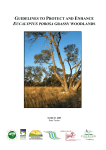 eucalyptus porosa grassy woodlands