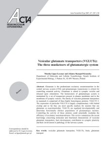 Vesicular glutamate transporters (VGLUTs): The three musketeers of
