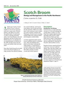 Scotch Broom - OSU Extension Catalog