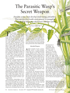 The Parasitic Wasp`s Secret Weapon