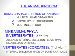 nine animal phyla