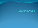 MANGROVES