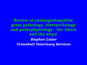 Review of cholangiohepatitis: gross pathology, histopathology and