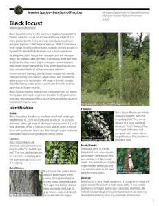 Black locust - Michigan Natural Features Inventory