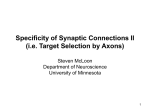 Specificity of Synaptic Connections II (i.e. Target Selection by Axons)